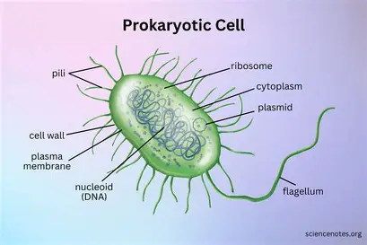 <p>Prokaryotic Cell</p>