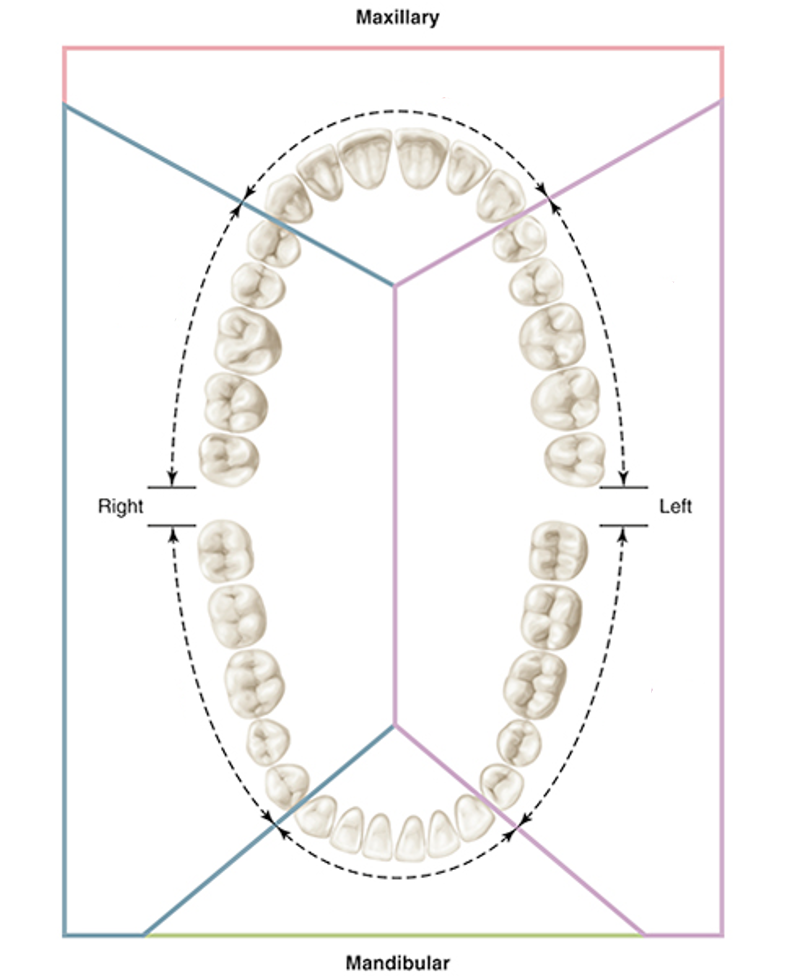 <p><span style="font-family: "Century Gothic";">dividing the dentition into six parts</span></p><p>•<span style="font-family: "Century Gothic";">Maxillary right posterior</span></p><p>•<span style="font-family: "Century Gothic";">Maxillary anterior</span>&nbsp;</p><p>•<span style="font-family: "Century Gothic";">Maxillary left posterior</span></p><p>•<span style="font-family: "Century Gothic";">Mandibular right posterior</span></p><p>•<span style="font-family: "Century Gothic";">Mandibular anterior</span></p><p>•<span style="font-family: "Century Gothic";">Mandibular left posterior</span></p>