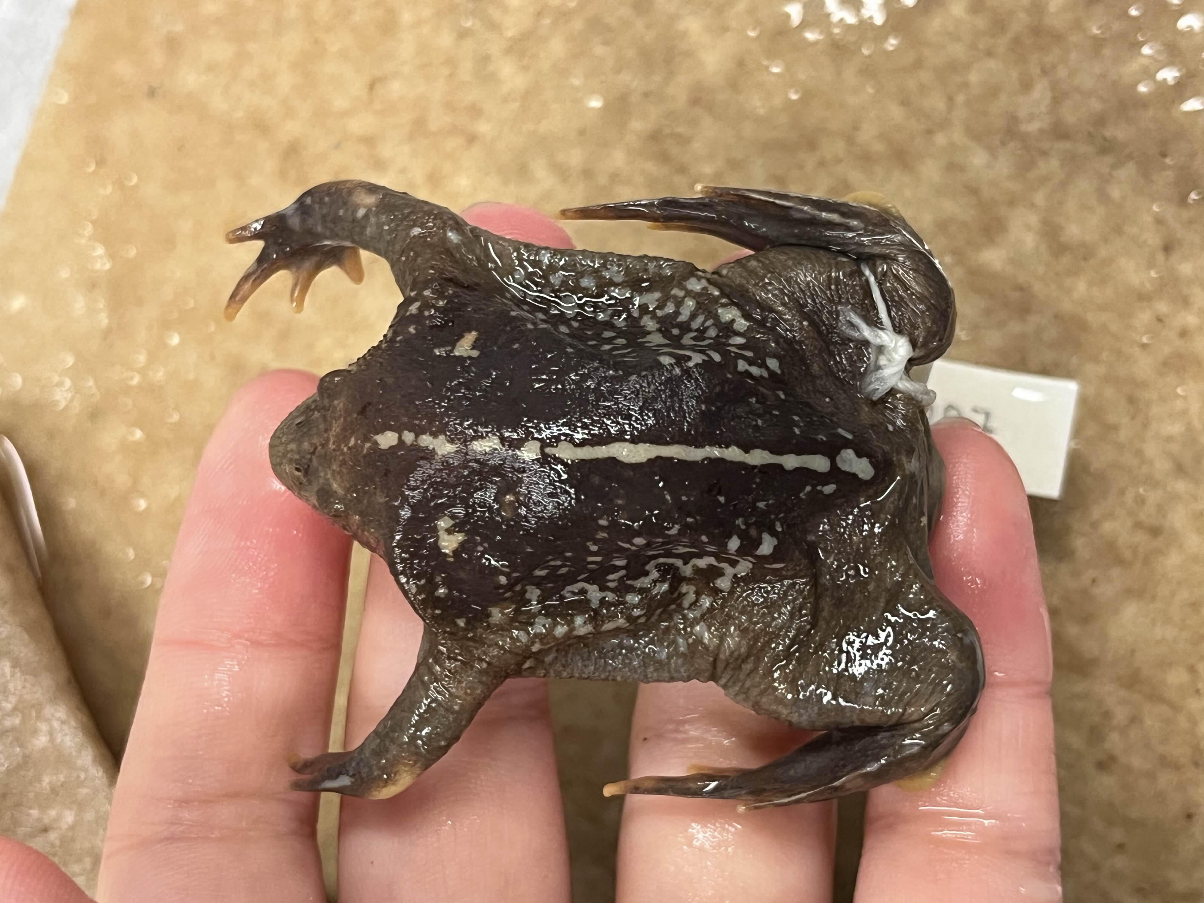 <p>Family?</p><ul><li><p><strong>pointed snout</strong></p></li><li><p>smoll gape</p></li><li><p>1 species</p></li></ul><p></p>
