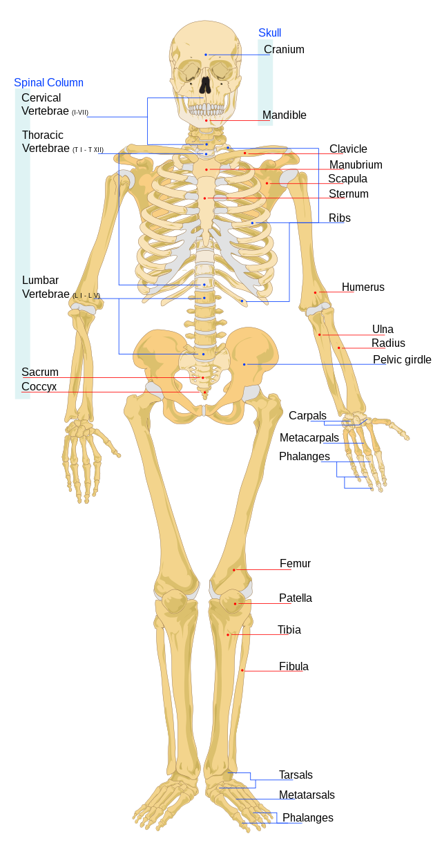 <p>The system mainly made up of bones that provides support and structure to the body, protects organs, helps in movement, produces red blood cells, and stores calcium and fats.</p>