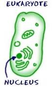 Type of cell that contains a nucleus