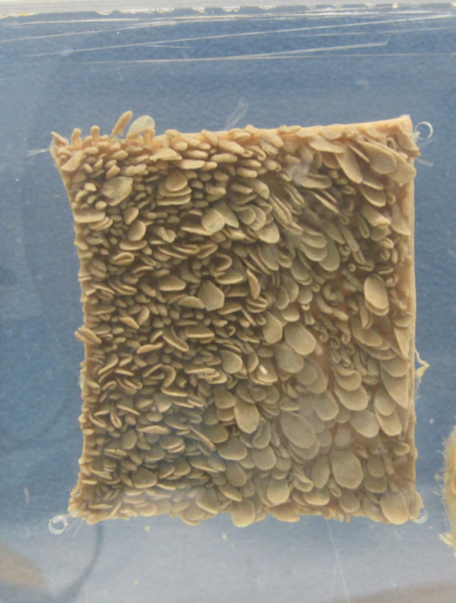 <p><span><span>Which part of the ruminant stomach is shown in this picture? What is its function? </span></span></p>