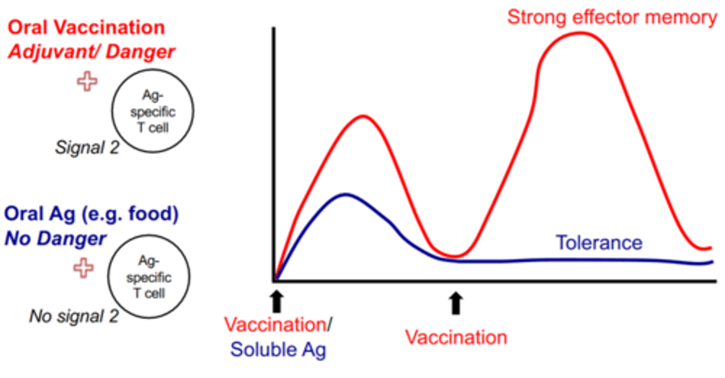 <p>tolerance on second ingestion. As opposed to a heightened immune response on second infection.</p>
