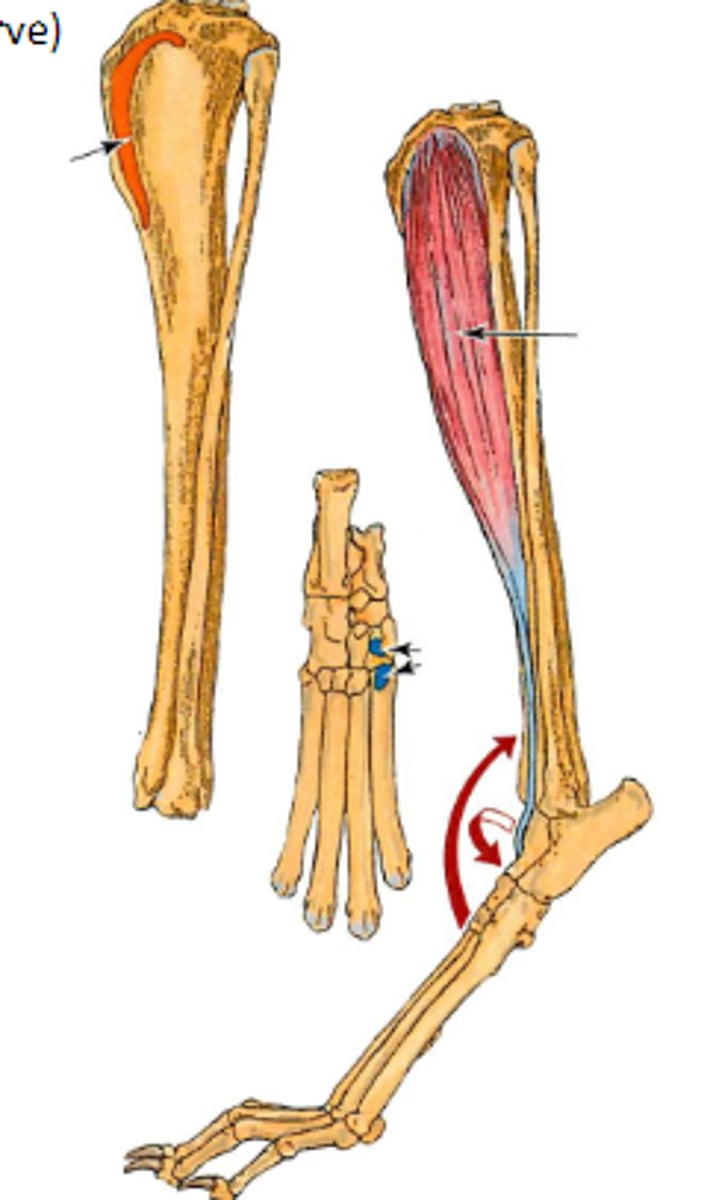 <p>Origin of cranial tibial</p>