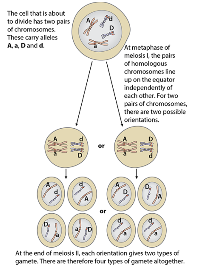 <p>ability for any allele to be found in any cell</p>