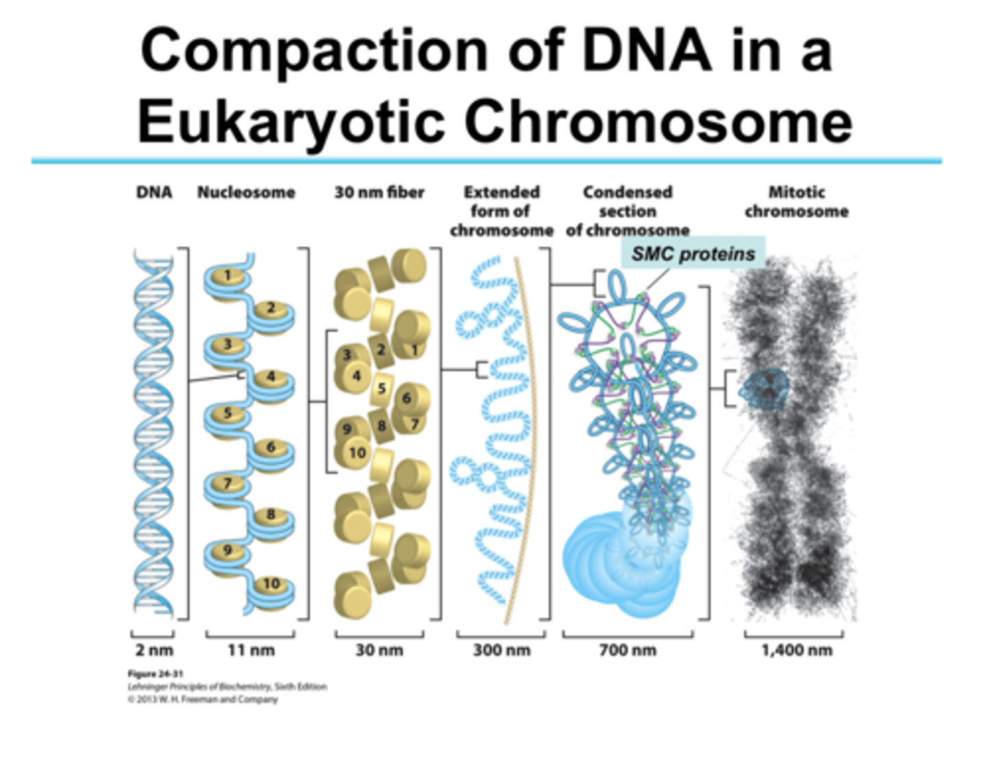 <p>it binds 2 distinct region:</p><p>1. linker DNA</p><p>2. portions of the 146 bp core</p><p>40x compaction, induces tighter DNA wrapping around histones, makes the solenoids come together</p>