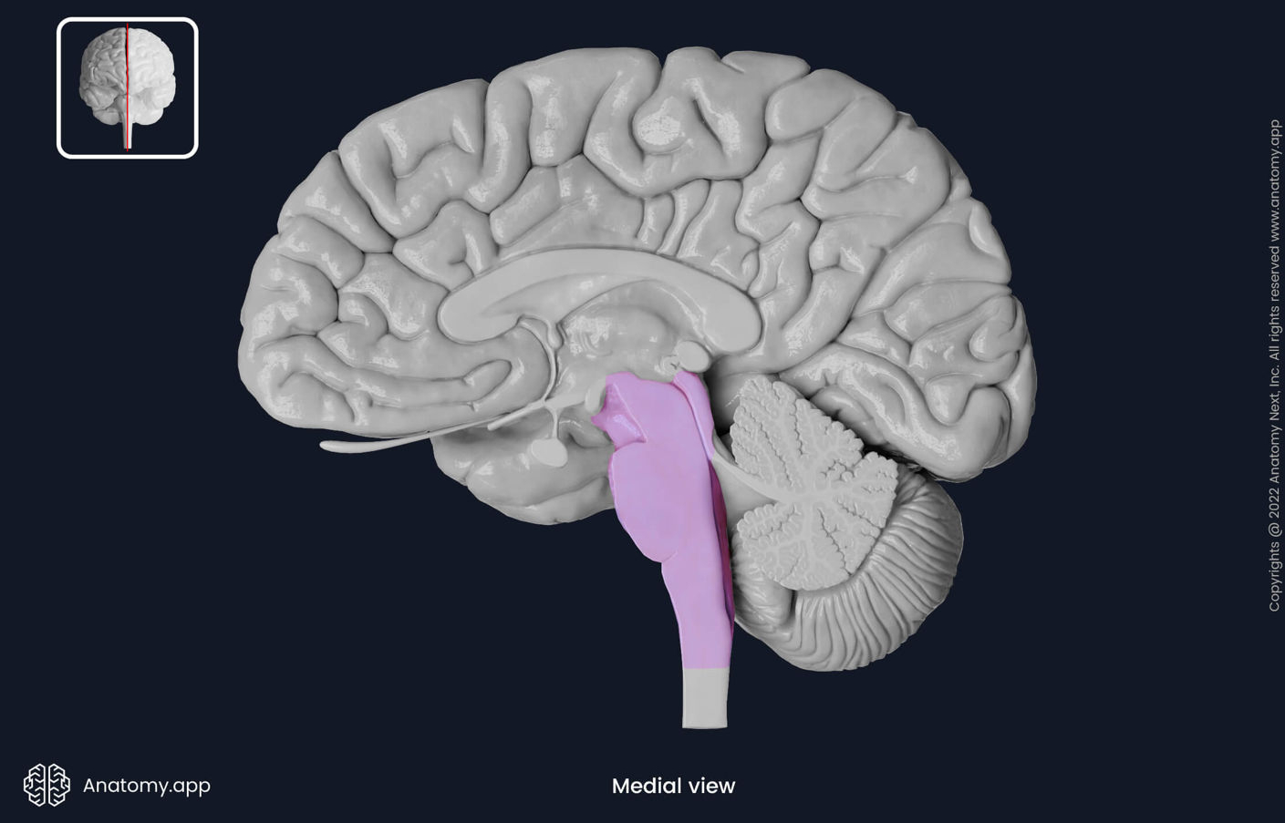 <p>the oldest part and central core of the brain, beginning where the spinal cord swells as it enters the skull</p>
