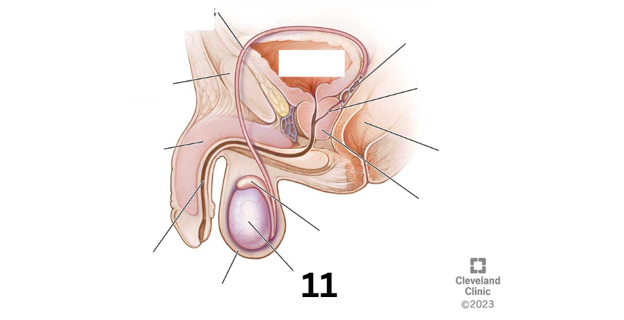 <p>Identity this male reproductive system (marked with 11)</p>