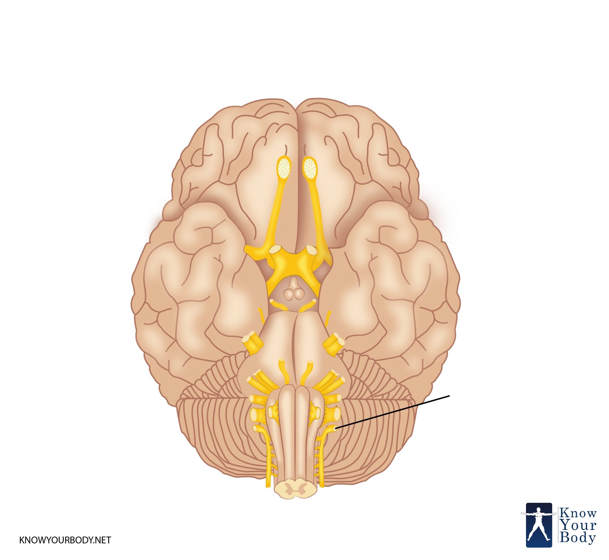 <p>What is the name and number of this craninal nerve?</p>