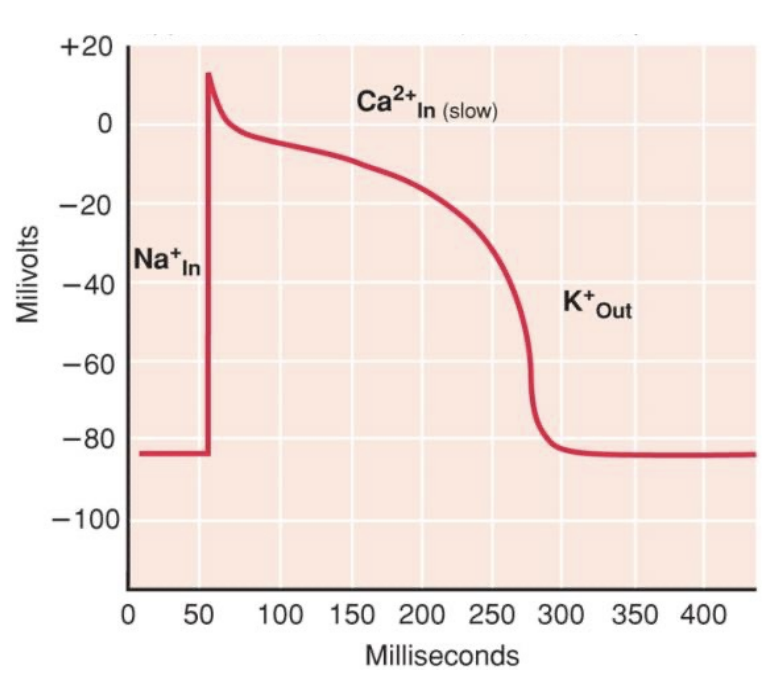 <p>the depolarization comes from the gap junction, then rapid upshoot occurs (voltage-gated Na+ channels open causing inward diffusion of Na+), plateau phase (membrane potential stayed depolarized but voltage-gated Ca2+ channels open causing inward flow of Ca2+), rapid repolarization (voltage-gated K+ channels open slowly causing rapid outward diffusion of K+ to repolarize cells)</p>