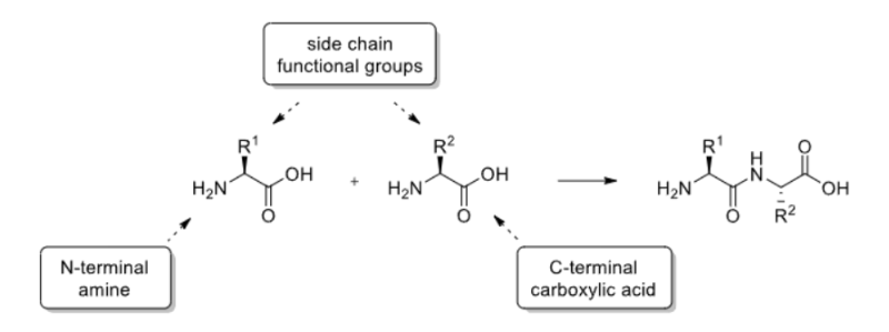 <p>The N-terminal amine and the C-terminal carboxylic acid.<br>Any side chain functional groups.</p>
