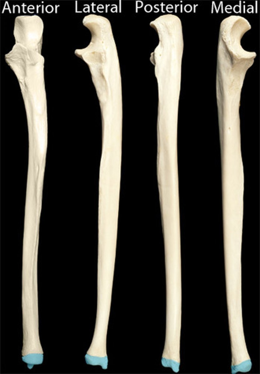 <p>distal end</p>