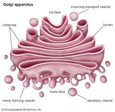<p><strong>An organelle that modifies proteins and lipids produced by the ER and acts as a sorting station as they move to their final destination</strong></p><p><span style="color: rgb(255, 105, 180);"><strong>Structure:</strong></span></p><ul><li><p>flattened membranous sacs</p><ul><li><p><span style="color: rgb(255, 105, 180);">cisternae </span>- flattened sacs that are the internal space of the Golgi </p></li></ul></li><li><p><span style="color: rgb(255, 105, 180);"><strong>cis face</strong></span> - receiving side (closest to ER)</p></li><li><p><span style="color: rgb(255, 105, 180);"><strong>trans face</strong></span> - shipping side (closest to plasma membrane)</p></li><li><p>Different regions of the Golgi have different enzymes that catalyze specific reactions</p></li></ul><p></p><p><span style="color: rgb(255, 105, 180);"><strong>Functions:</strong></span></p><ul><li><p>Modifies proteins and lipids received from the ER</p></li><li><p>Packages/sorts proteins and lipids into vesicles for transport</p></li><li><p>Synthesizes carbohydrates that’ll be added to proteins and lipids</p></li><li><p>The edges of cisternae bud off as vesicles carrying proteins or modified sugars to the cell membrane</p></li></ul><p></p>