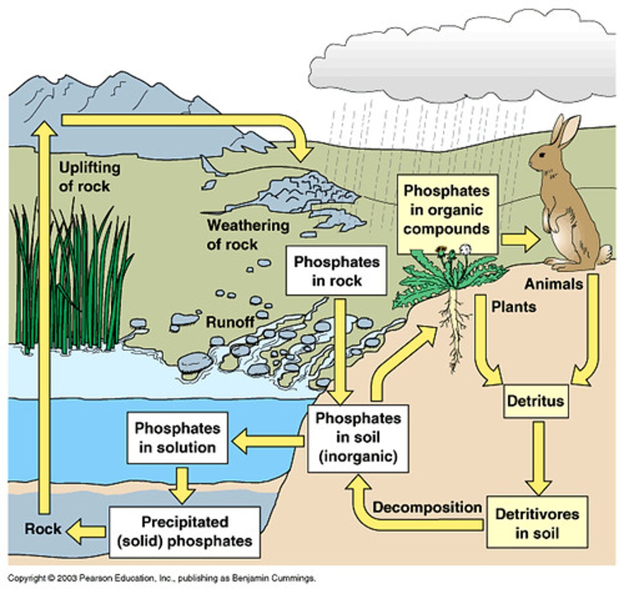 <p>Phosphorus circulates through rock, into water and soil, and is taken up by living things when they absorb water or eat or drink. When living things die, the phosphorus returns to the soil and may over time become sediment and rock again.</p>