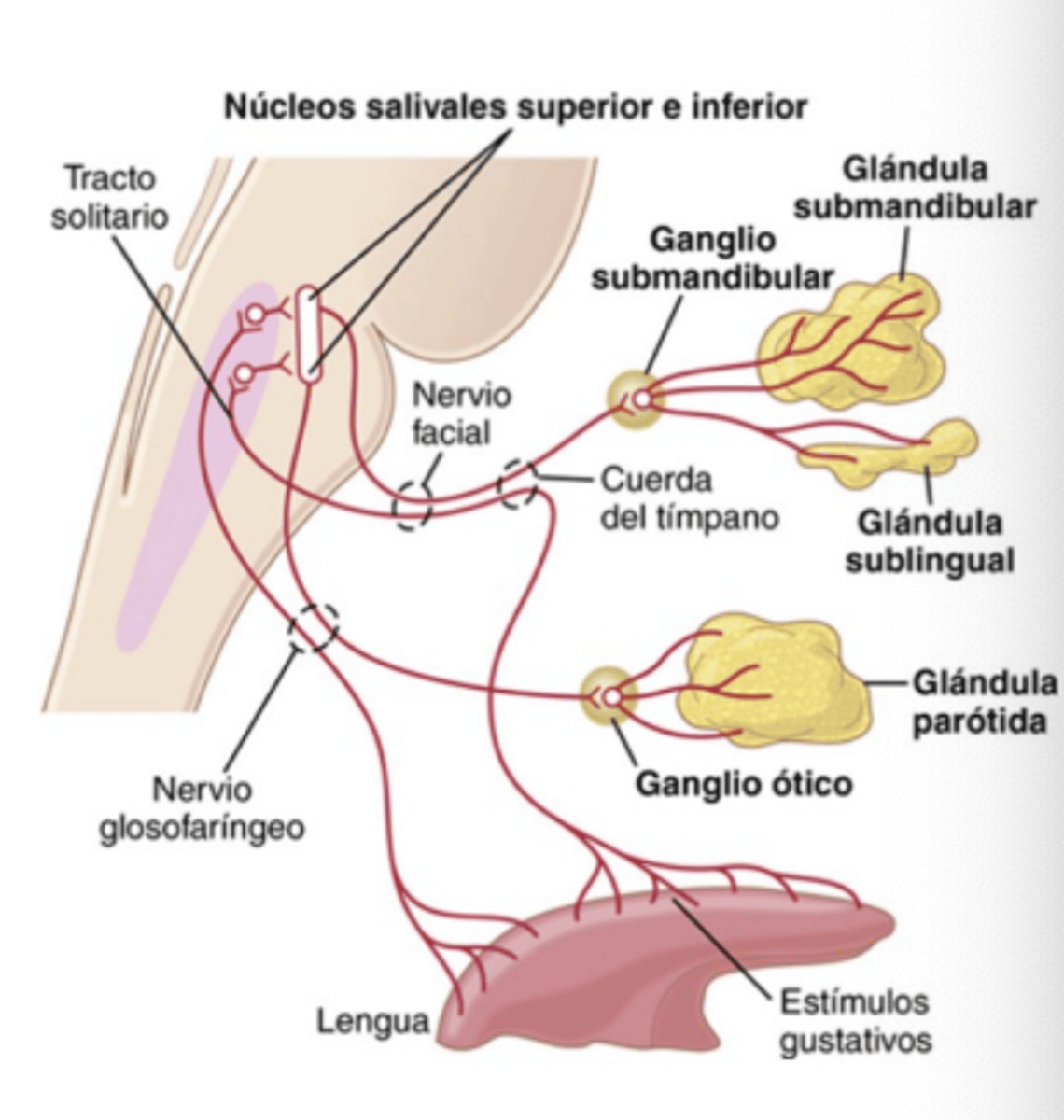 <p>Facial (VII) and Glossopharyngeal (IX)</p>