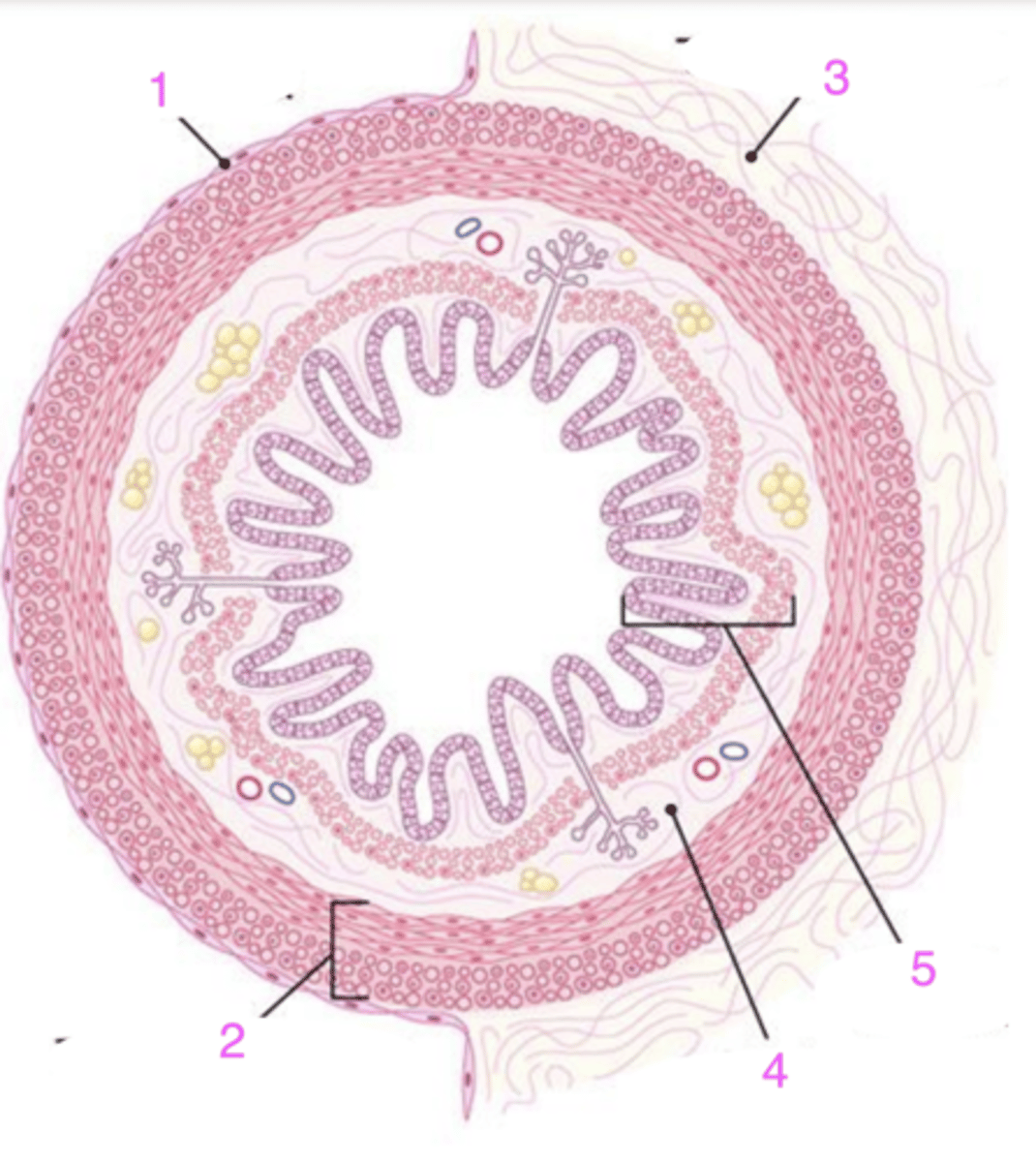 <p>what is layer 1?</p>
