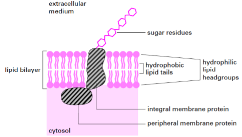 <p>Verdadero: película delgada de moléculas lipídicas y proteicas, unidas principalmente por interacciones no covalentes </p>