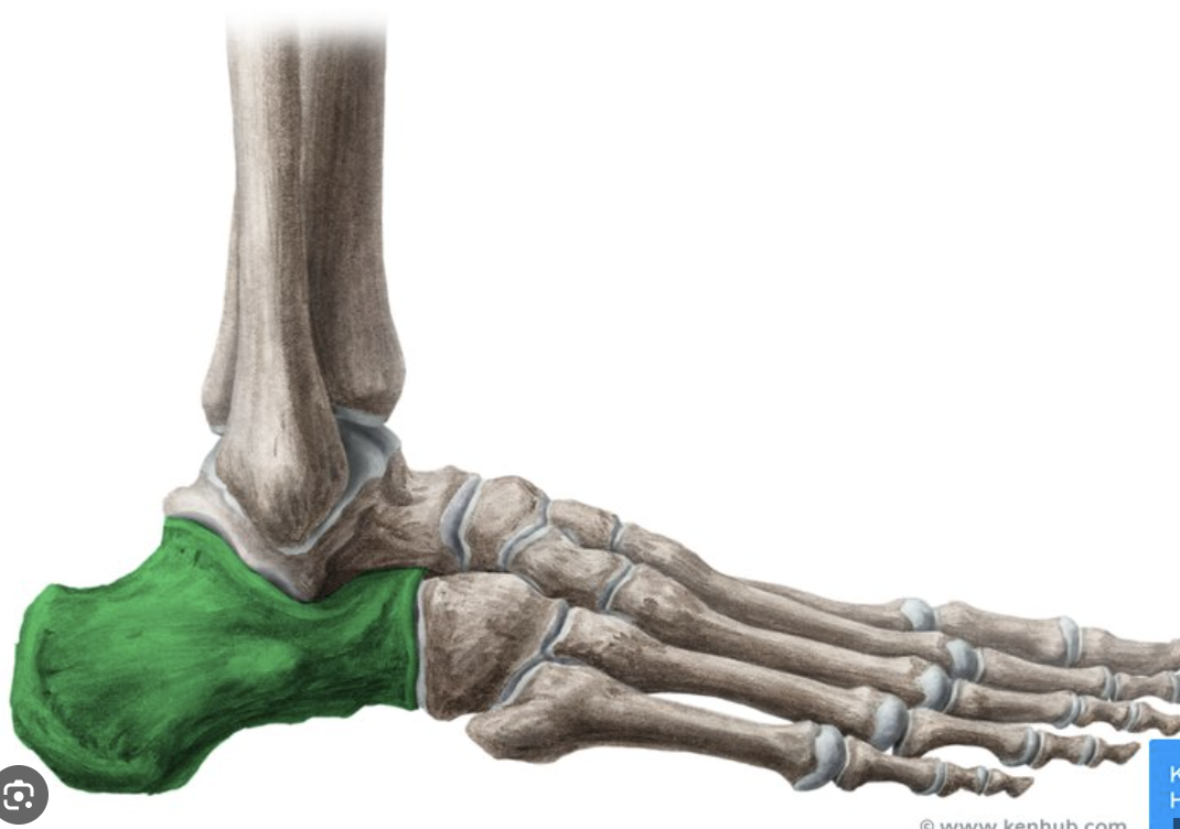 <p>Foot (Tarsals): Bone Location</p>