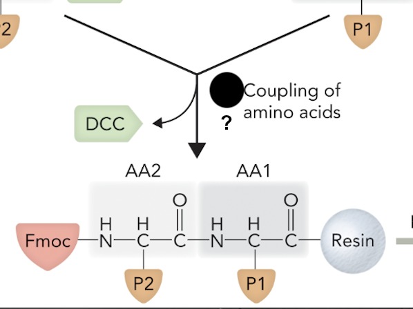 <p>What step is this in SPPS?</p>