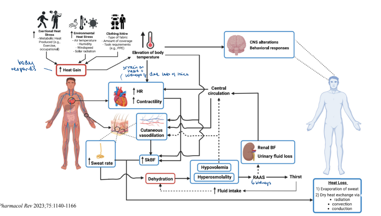 <ul><li><p class=""><strong>↑ HR and contractility</strong>.</p></li><li><p class=""><strong>↑ Sweat rate</strong>, leading to <strong>dehydration</strong>.</p></li><li><p class=""><strong>↑ Cutaneous vasodilation</strong>, shifting blood to the skin.</p></li><li><p class="">↓ Renal blood flow, activating <strong>RAAS</strong> to preserve fluids.</p></li><li><p class="">Can result in <strong>hypovolemia</strong>, <strong>hyperosmolality</strong>, and strain on <strong>heart and kidneys</strong></p></li></ul><p></p><p>(Physiological responses to heat are limited and must be supported by behavioural changes such as seeking shade or increasing fluid intake.)</p>