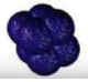 <p>Round or spherical bacteria that are in cubical pockets of <strong>8</strong> (may look like 4 under a microscope but has a shadow at the back to differentiate from a tetrad)</p>