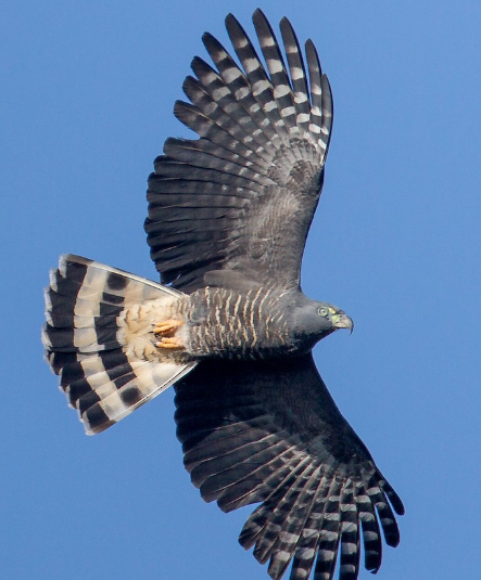 <p>What bird is this?</p>