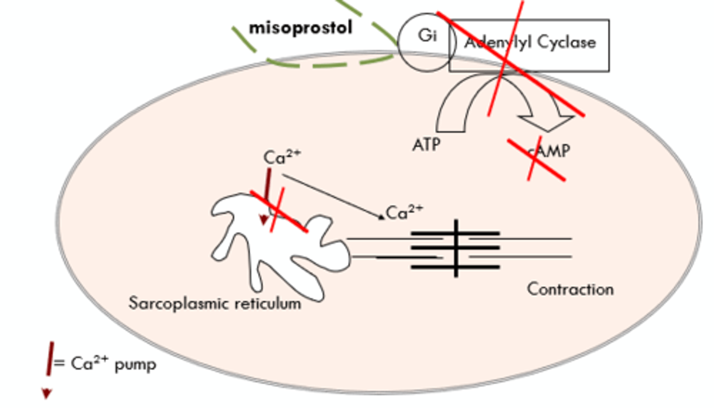 <p>*DO NOT GIVE DURING PREGNANCY</p>