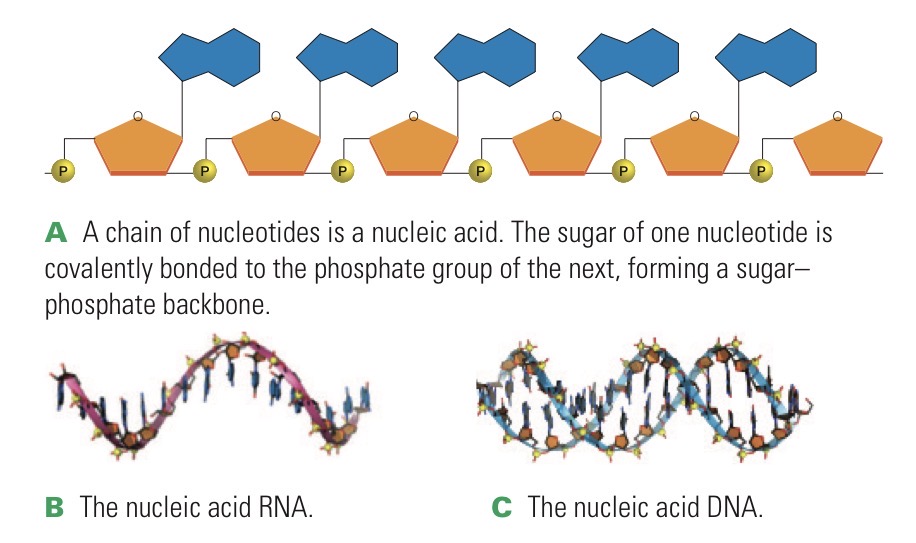 <p>Polymer of nucleotides. DNA or RNA.</p><p>Sugar of one nucleotide is joined to the phosphate group of the next.</p>