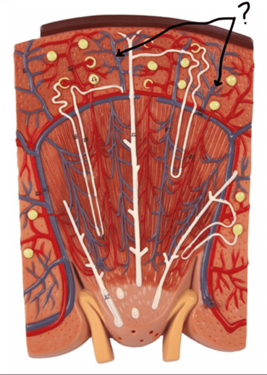 <p>Name these vessels (blue)</p>