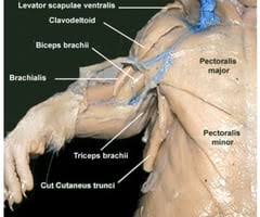 <p>Origin: Clavicle</p><p>Insertion: Humerus distal to the deltoid tuberosity</p><p>Action: Pulls humerus forward</p>