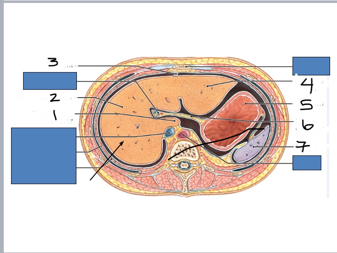 <p>Right lobe of liver</p>
