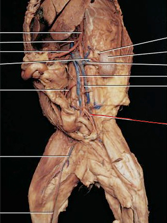 <p>provides or drains blood to/from lower body</p>