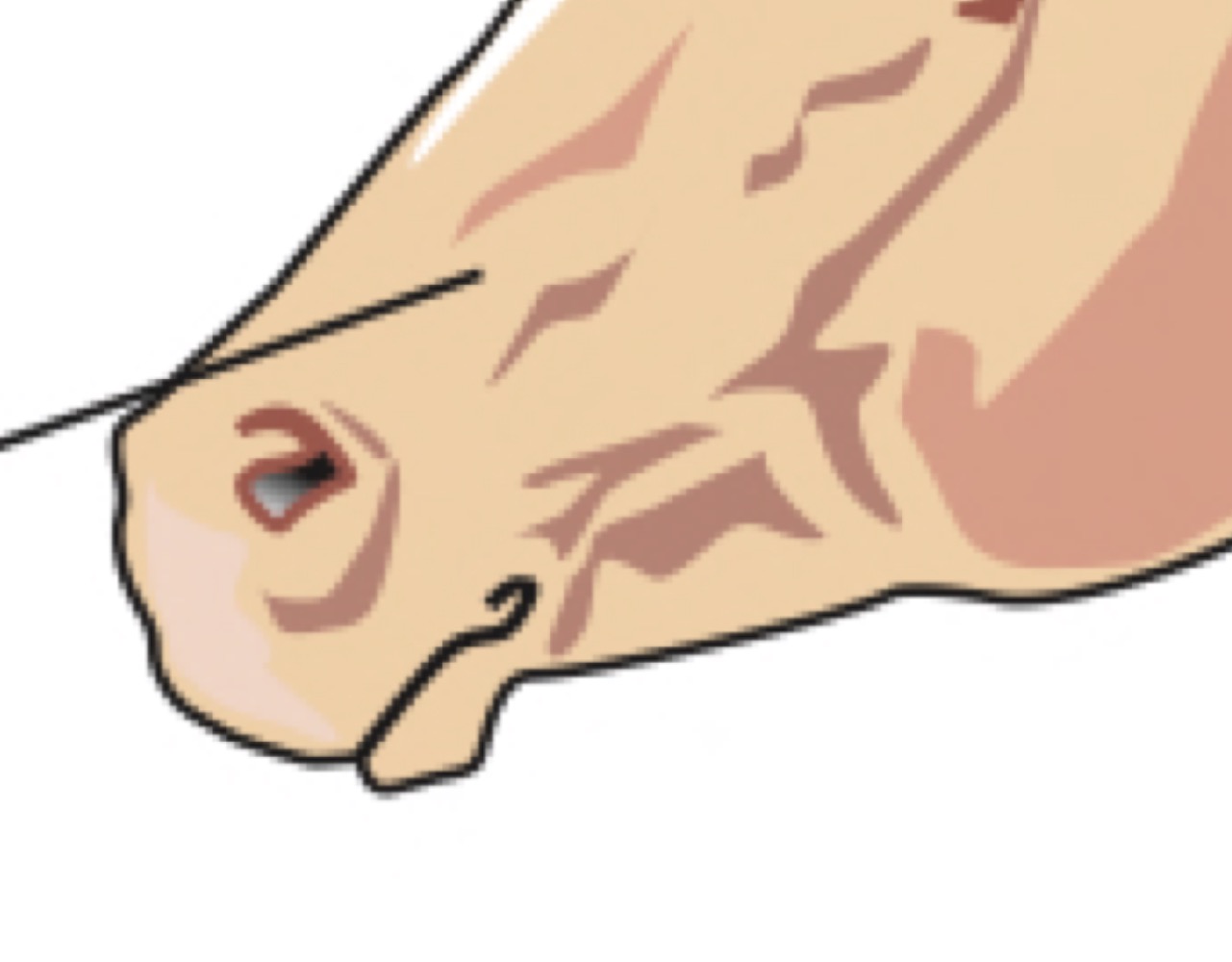 Muzzle