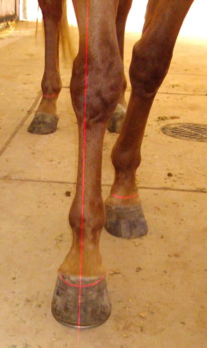 <p>Front/hind leg bone</p>