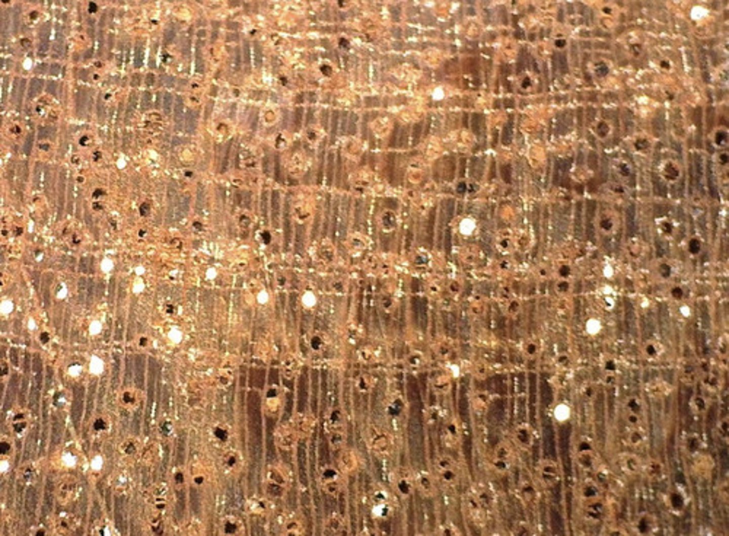 <p>Presence of diffuse oil ducts , deposits , and its parenchyma combination</p>