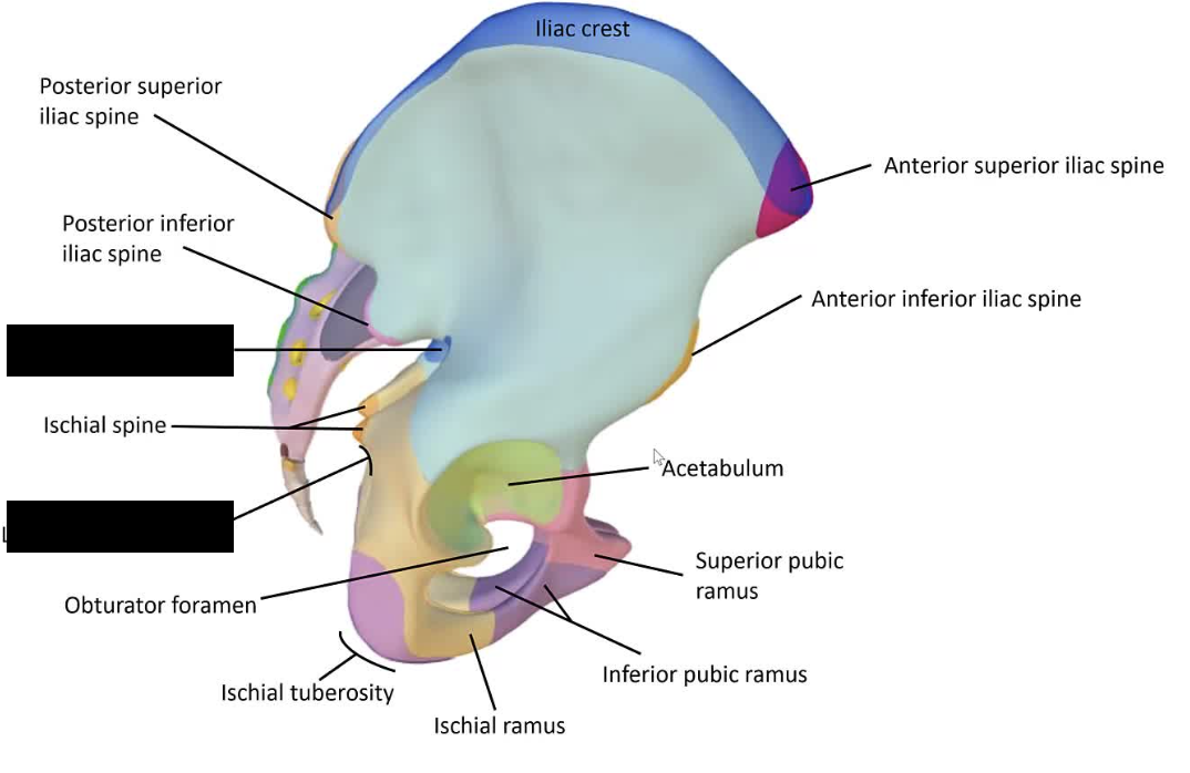 <p>The indentations on the ilium and ischium, converted to foramina by ligaments.</p>