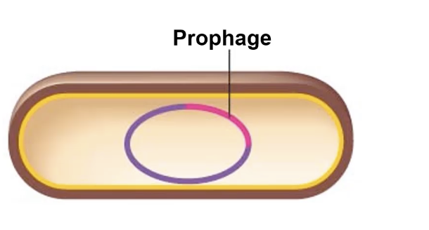 <p>What is a prophage?</p>