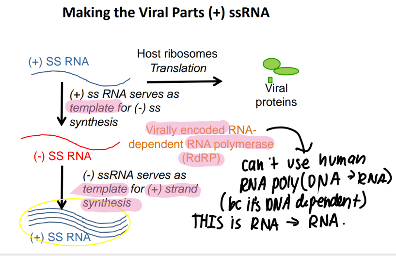 <p>host ribosomes can translate directly </p><p>OR viral RNA poly turns it into (-) ss RNA </p><ul><li><p>to make TONS of (+) ss RNA </p></li></ul>