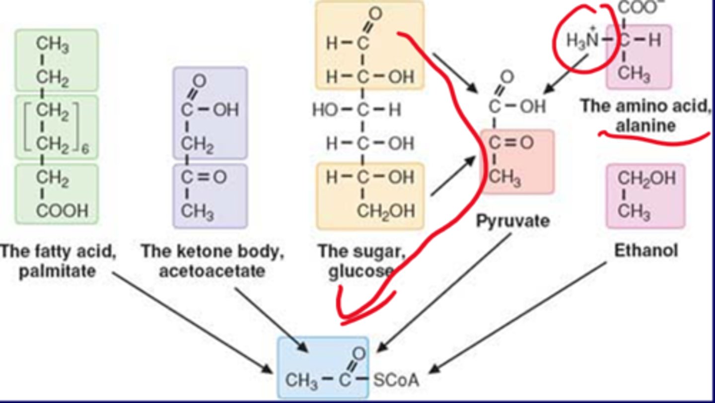 <p>-pyruvate<br>-pyruvate can come from glucose sugar, the AA alanine (similar to pyruvate but with 3 nitrogen, NH3+,)<br>-ethanol<br>-FA palmitate<br>-ketone body acetoacetate<br><br>-primary sugar and carbs<br>-secondary FA, ketone body</p>