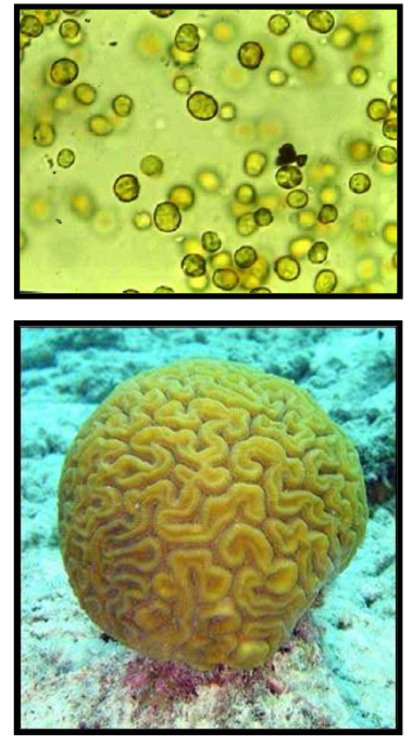 <p><em>An interaction by which one or more participants gains access to novel metabolic capacities</em> </p><p>“Living together” of different species (can also include parasitism) </p><p>ex. coral-dinoflagellates interaction, coral “gain” the ability to fix carbon </p>