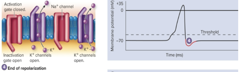 <p>Voltage- gated Na+ channels are closed. Closure of the activation gates and opening of the inactivation gates reestablish the resting condition for Na+ channels. Diffusion of extra K+ through late closing voltage- gated channels produces a slight hyperpolarization (afterpotential)</p>
