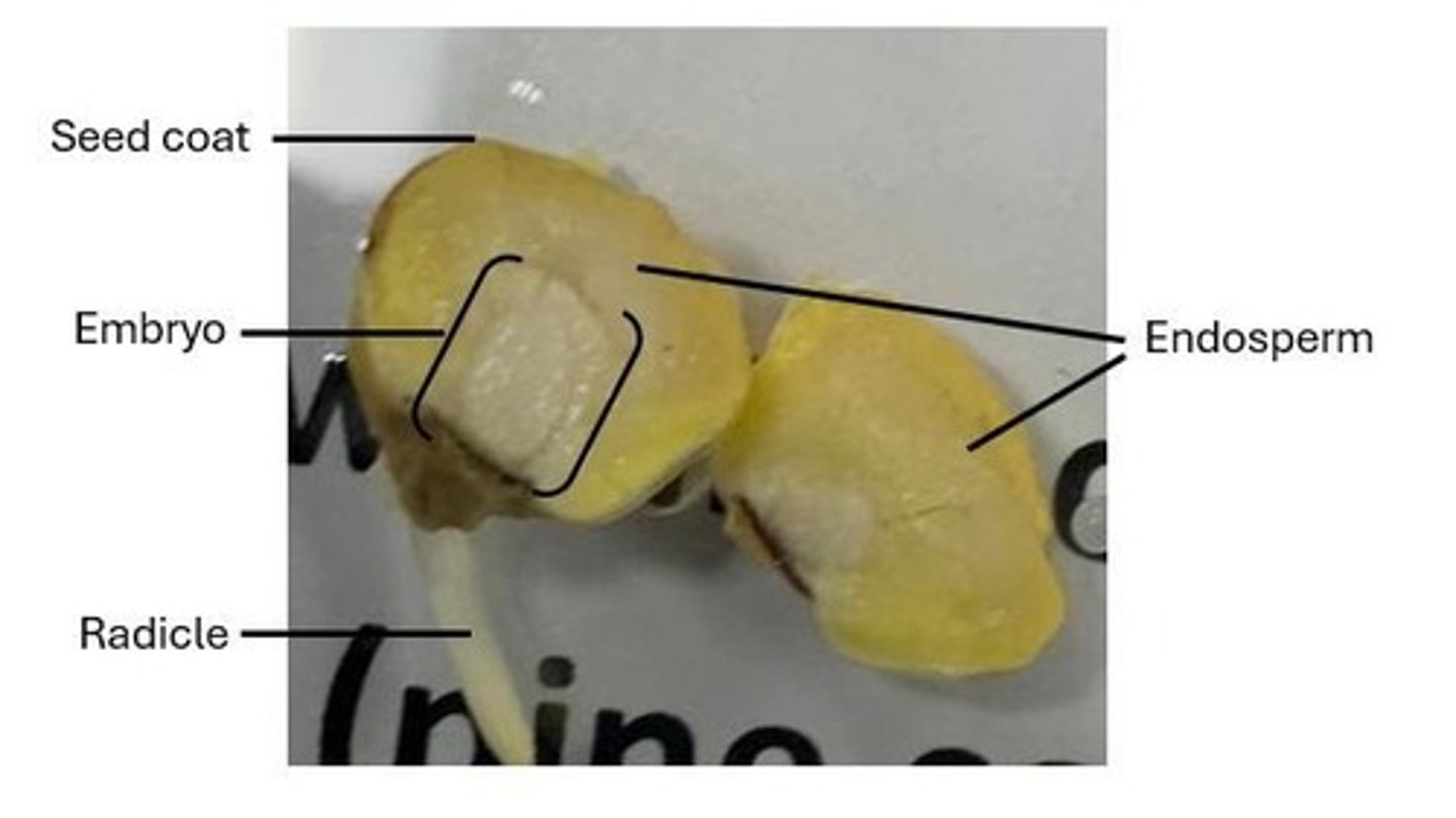 <p>Seed coat (2n), food supply (3n), and embryo (2n).</p>
