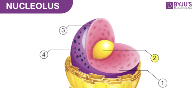 <p>Nucleolus </p>
