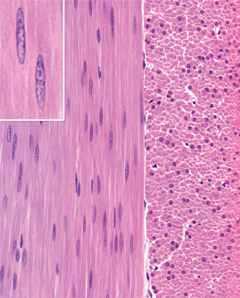 <p>Connective tissue</p>
