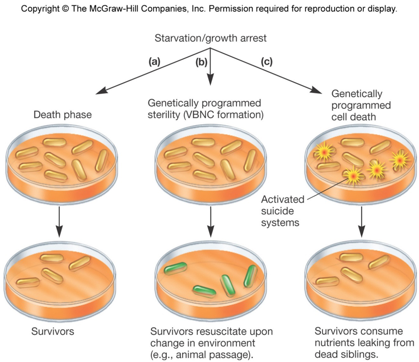 <p>– That the cells are Viable But Not Culturable (VBNC): The cells are alive, but dormant, capable of new growth when conditions are right.</p><p>– That it is programmed cell death: A fraction of the population genetically programmed to die (commit suicide). </p>