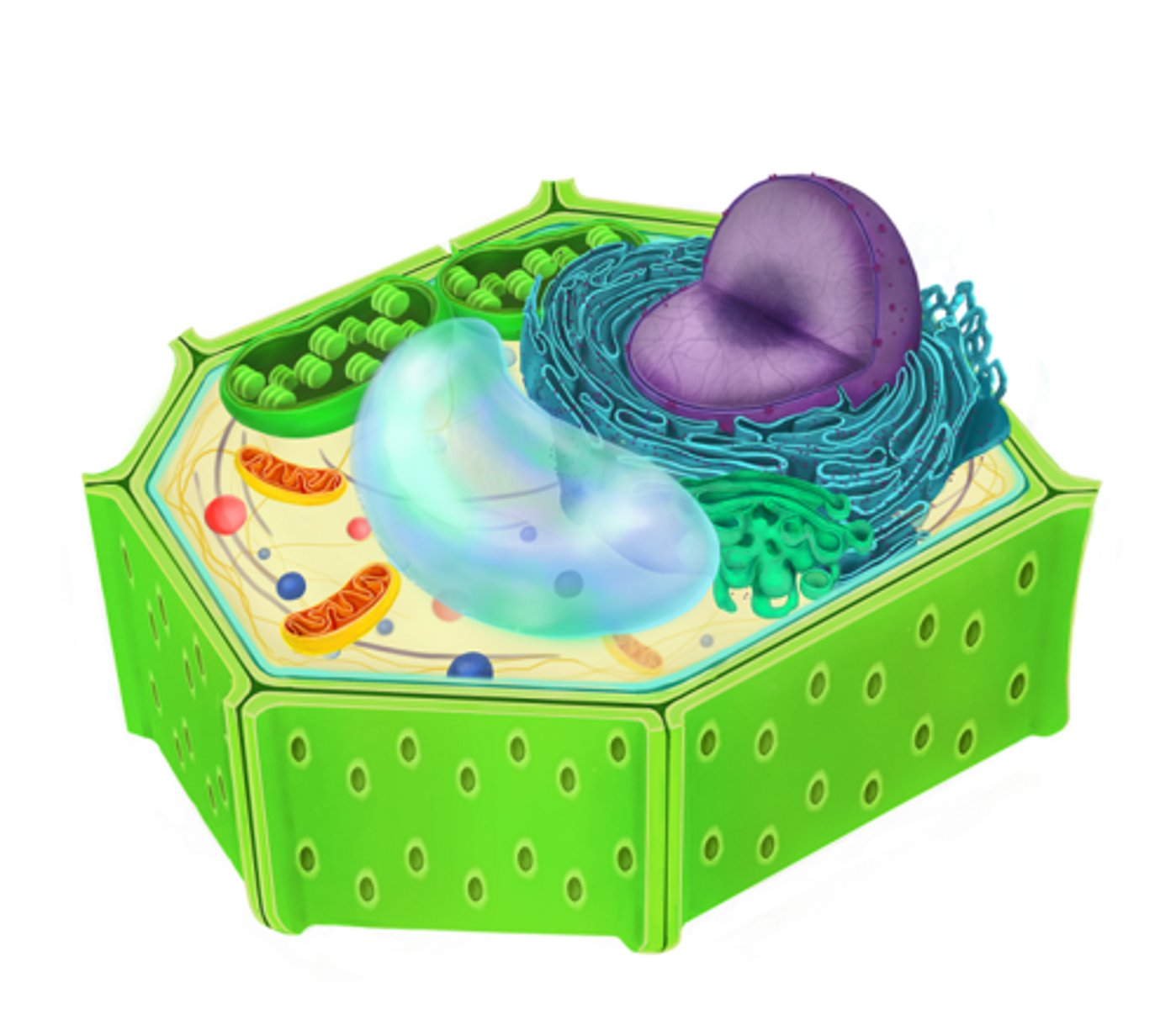 <p>Monisoluisia, soluseinä selluloosaa, suvullista ja suvutonta lisääntymistä ja sukupolvenvuorottelua</p>