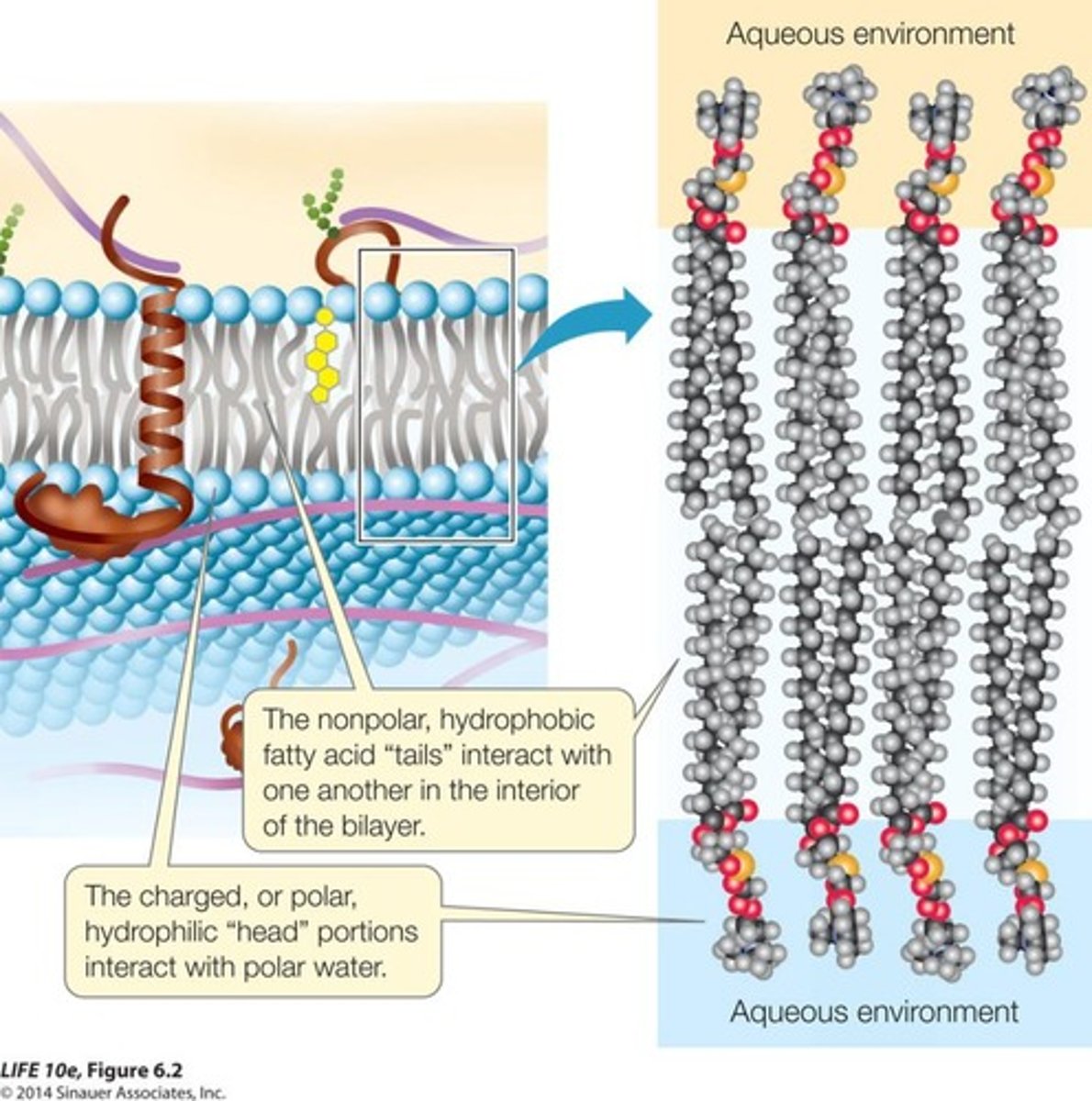 <p>Describes membrane structure with proteins in lipids.</p>