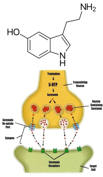 <p>ON = activate 5-HT receptors</p><p>- the 5-HT receptors, are GPCRs -> signalling (except 5-HT3 receptor = ligand-gated cation channel) (its ionotropic)</p><p>.</p><p>OFF = reuptake</p><p>- monoamine transporter (SERT), on the presynaptic neuron</p><p>- various agents can inhibit 5-HT reuptake, including cocaine, tricyclic antidepressants and selective serotonin reuptake inhibitors (SSRIs) → increase synaptic 5-HT.</p>