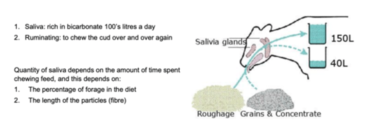 <p>1. its saliva is rich in bicarbonate (it produces hundreds of liters per day)</p><p>2. ruminating (chewing the cud over and over again to mix with the saliva)</p>