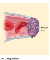<p>Coagulation (clotting)</p>